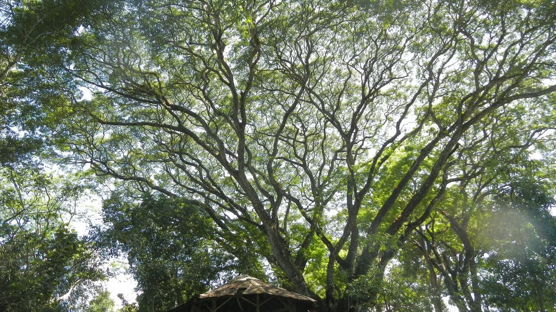 2 Days Mae Ping River Jungle and Valley Adventure "F"   7500฿