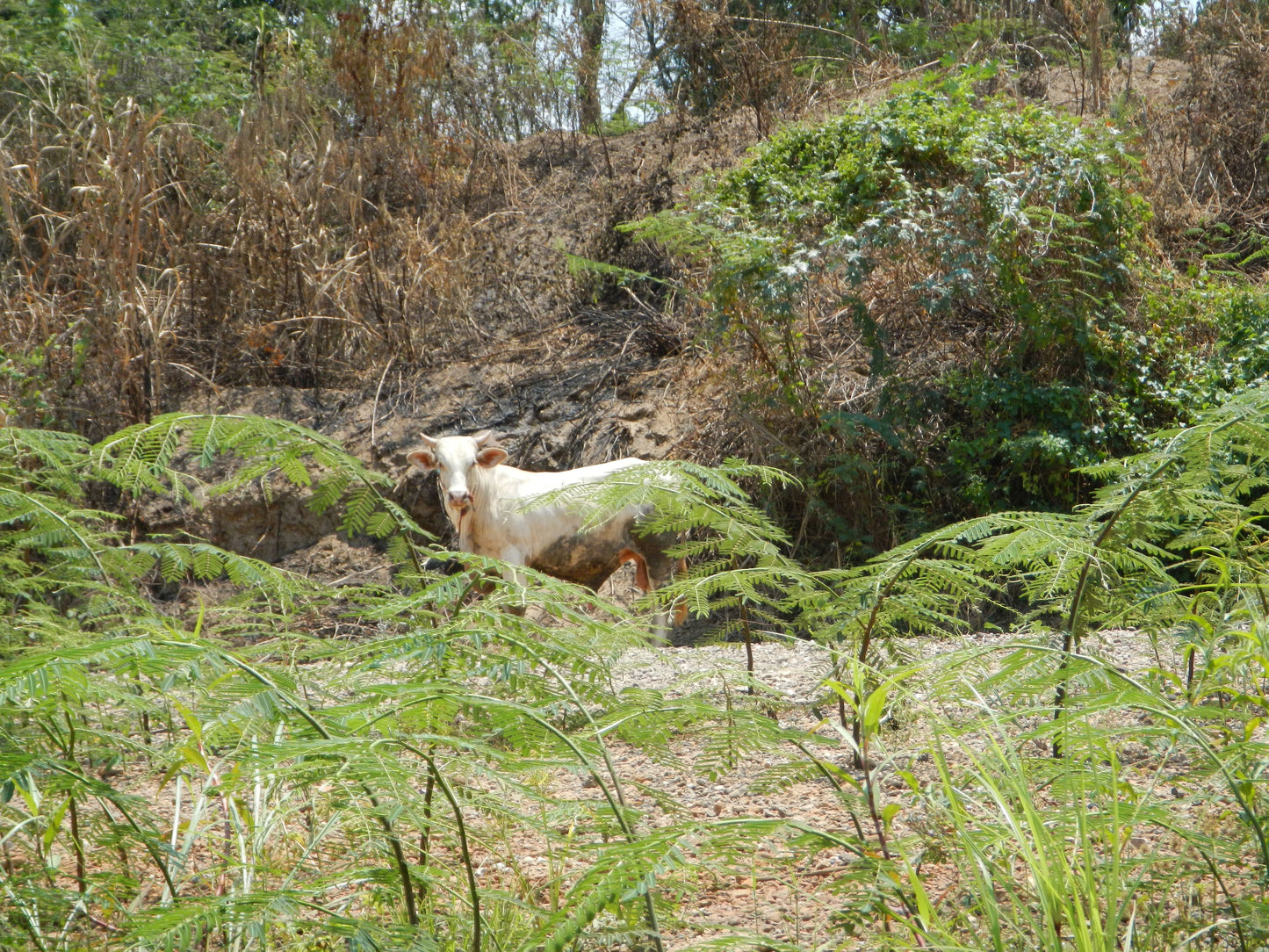 Chiang Mai Long distance River Run "G+"  2300฿