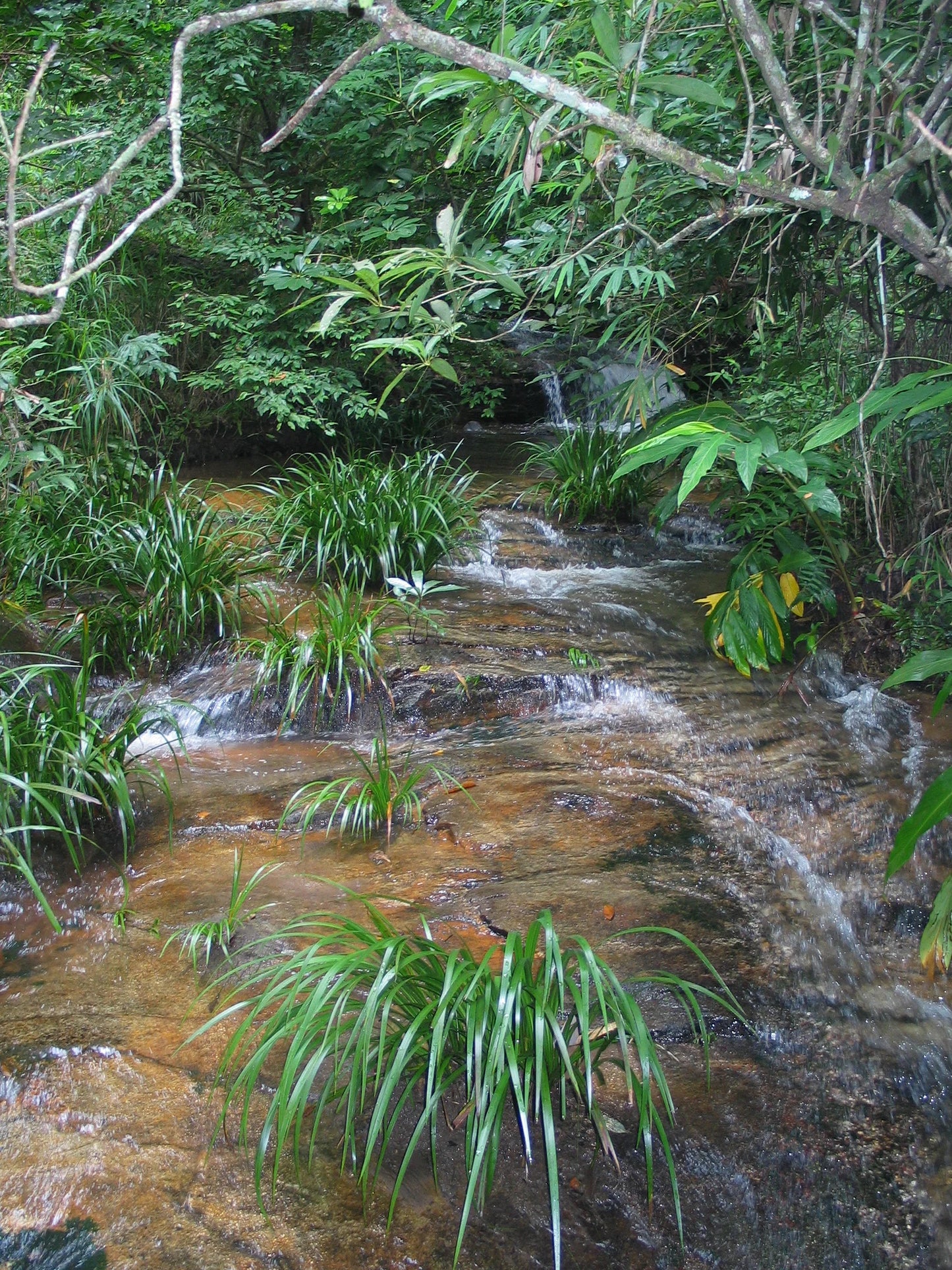 HIKE # T 3 2-DAY HIKE ADVENTURE, DOI SUTHEP 5700฿