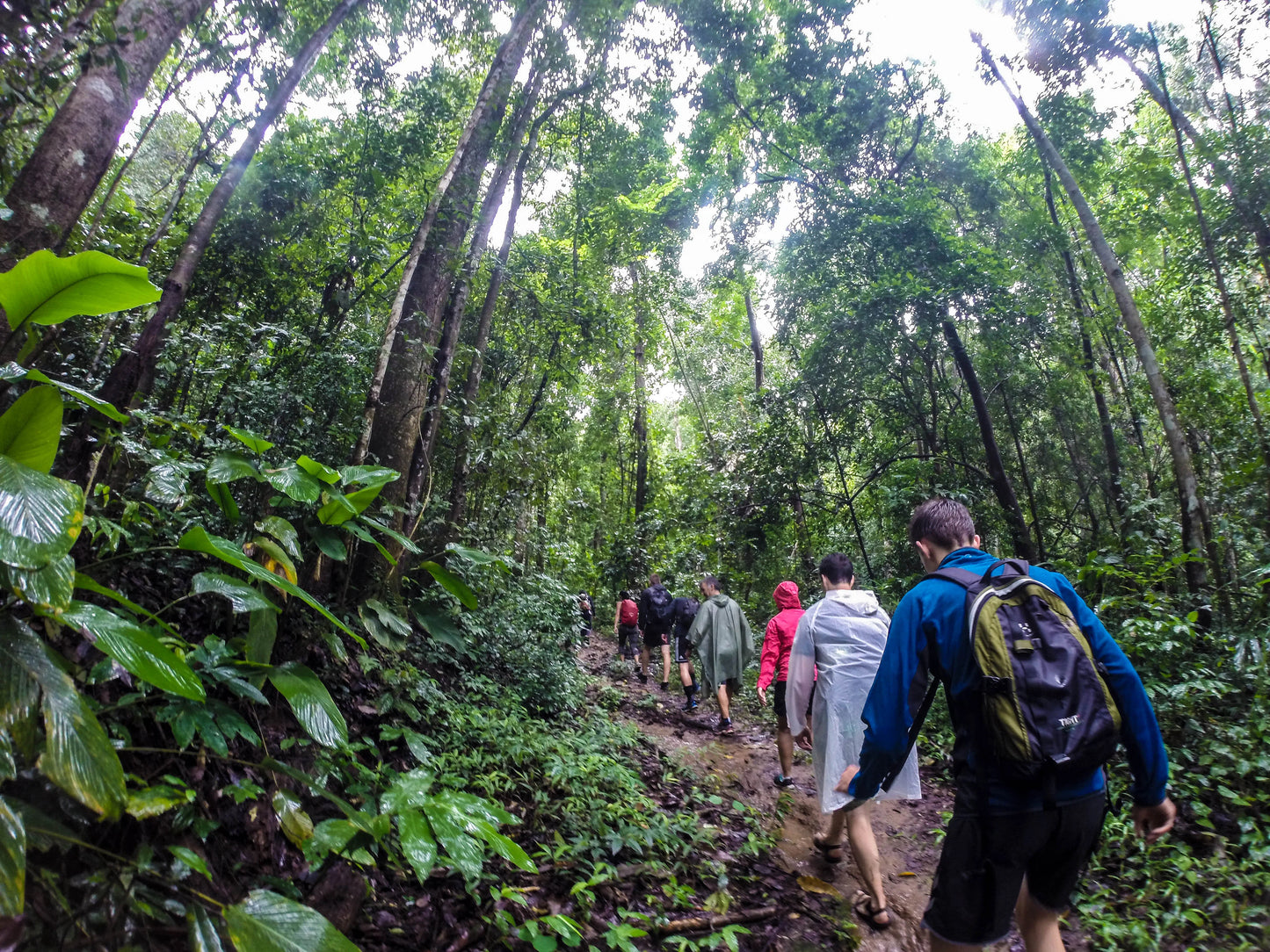 HIKE # T1 “6-HOUR DOI PUI SUMMIT HIKE IN DOI SUTHEP PUI NATIONAL PARK 2200 ฿