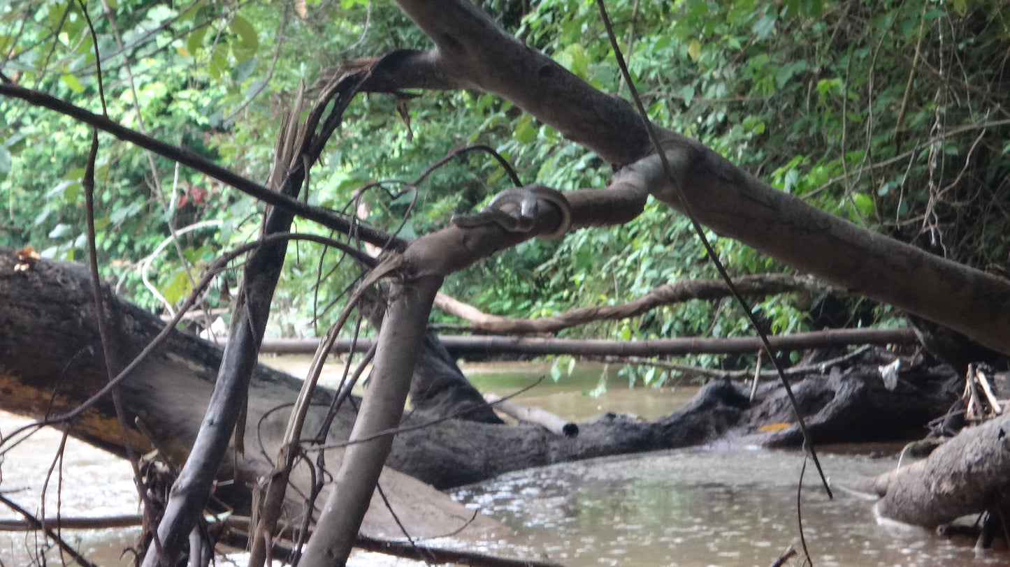 4 Days Mae Chaem River Jungle Adventure "F4" 25000฿