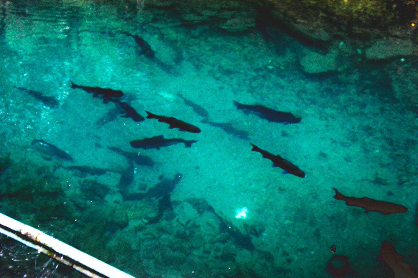 Kayak # A+ “Cave & Jungle Kayak Adventure”   2500฿