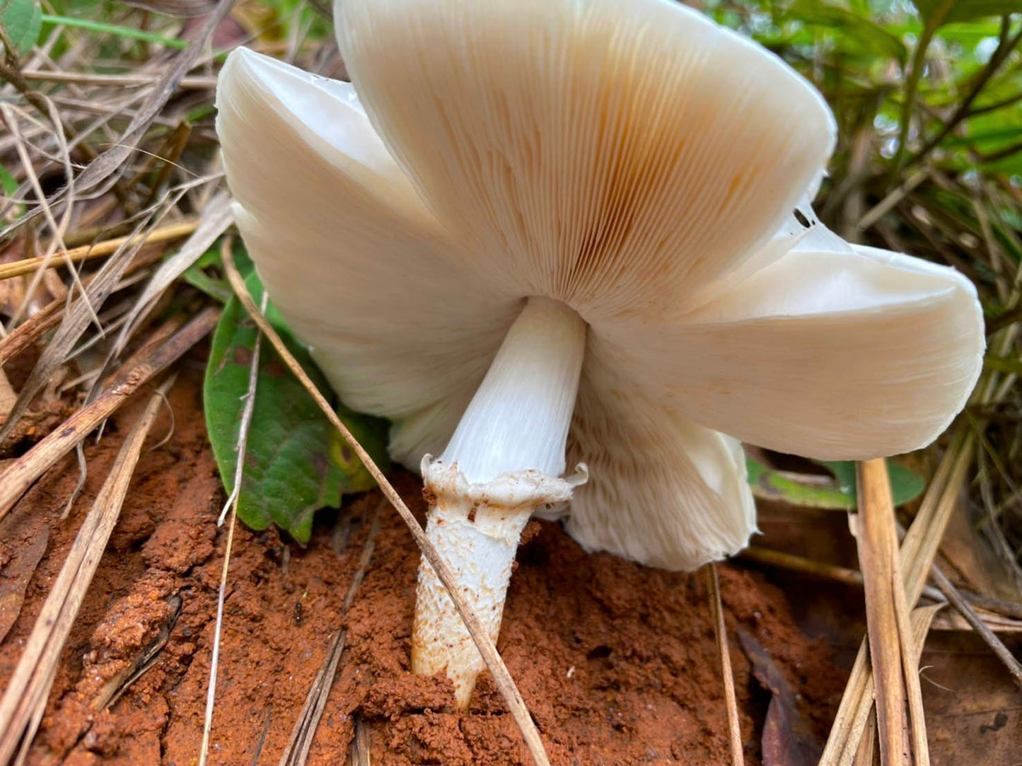 Mon Long Peak Hike & Bike #Trip "13 B"    2600฿