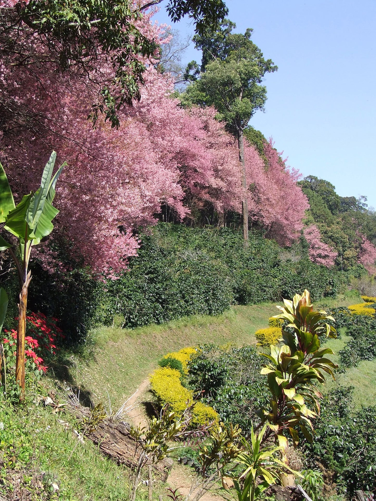 "BIKE 14" 2-Day "Highlanders Route" Doi Suthep National Park.   6500฿