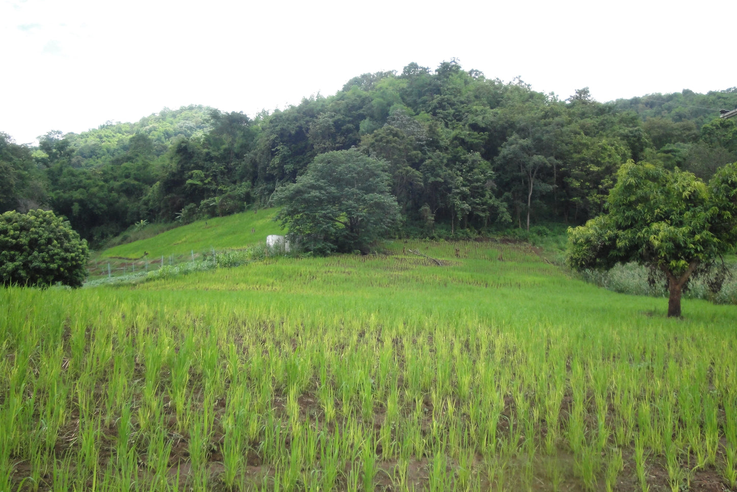 BIKE #11 “THE SAMOENG LOOP”  2300฿