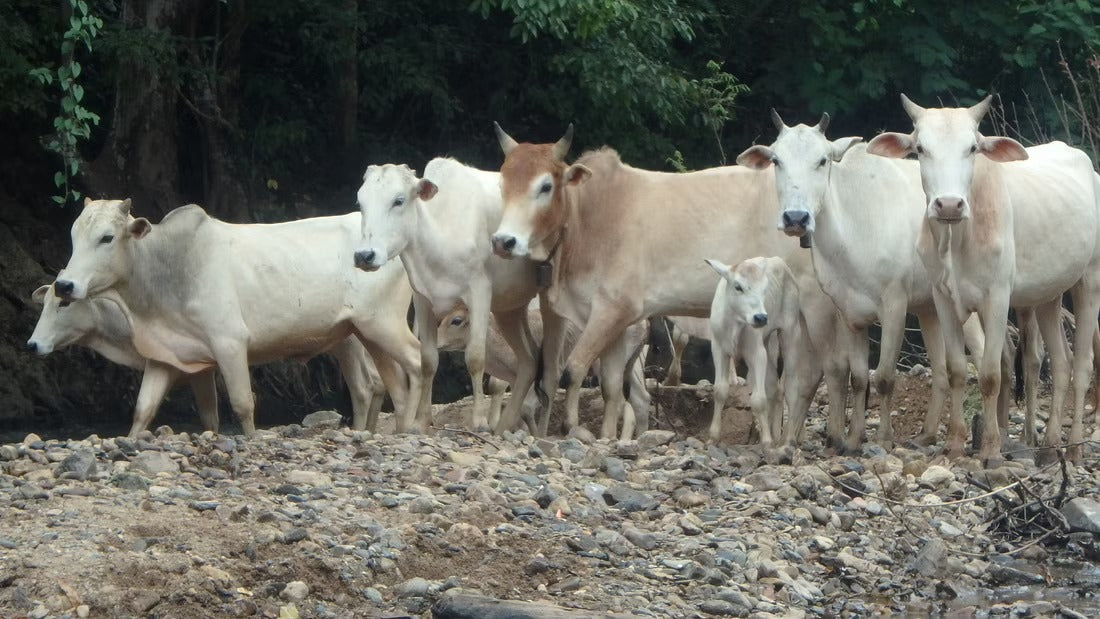 4 Days Mae Chaem River Jungle Adventure "F4" 25000฿