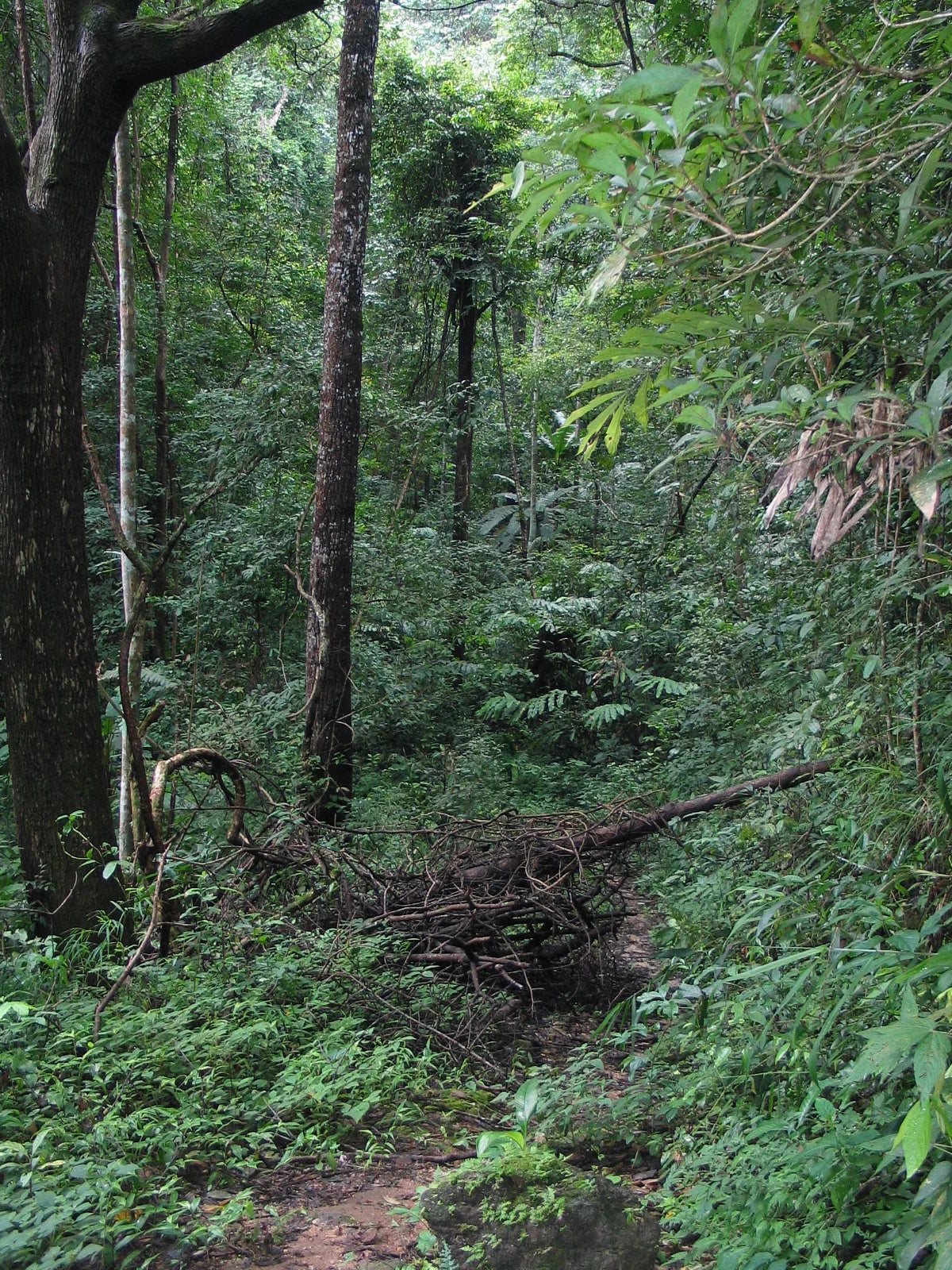 HIKE # T 3 2-DAY HIKE ADVENTURE, DOI SUTHEP 5700฿