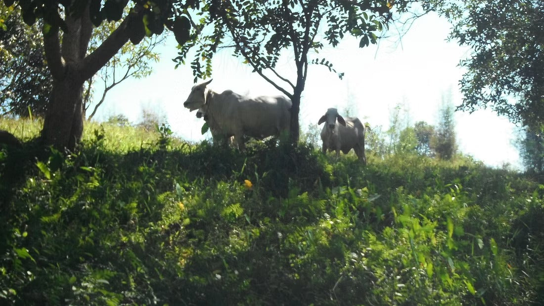 2 Days Mae Ping River Jungle and Valley Adventure "F"   7500฿