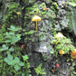 HIKE # T1 “6-HOUR DOI PUI SUMMIT HIKE IN DOI SUTHEP PUI NATIONAL PARK 1850฿