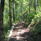 Rain forest Jungle single & Jeep track mountain biking Trip #8    2100฿