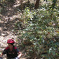 Rain forest Jungle single & Jeep track mountain biking Trip #8    2100฿