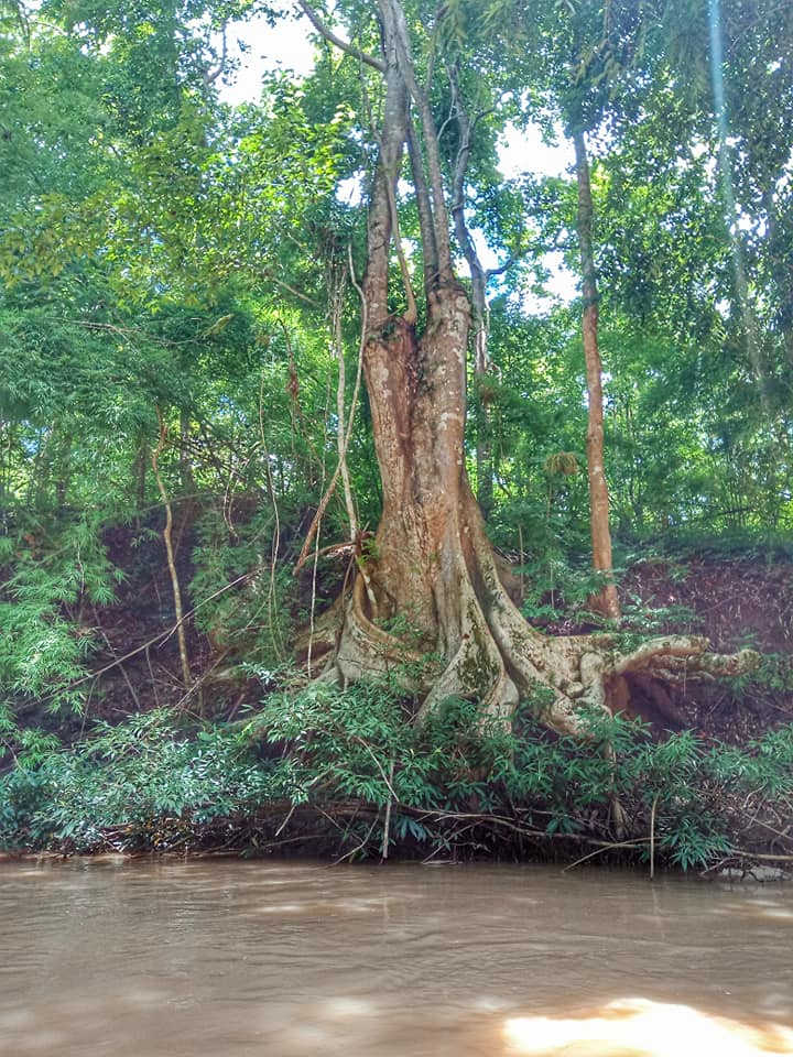 Chiang Dao Jungle Kayak Adventure "A"   2100฿