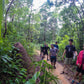 HIKE # T1 “6-HOUR DOI PUI SUMMIT HIKE IN DOI SUTHEP PUI NATIONAL PARK 1850฿