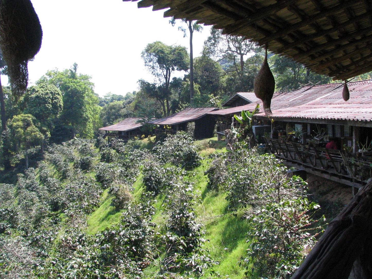 HIKE # T1 “6-HOUR DOI PUI SUMMIT HIKE IN DOI SUTHEP PUI NATIONAL PARK 1850฿