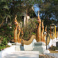 HIKE # T1 “6-HOUR DOI PUI SUMMIT HIKE IN DOI SUTHEP PUI NATIONAL PARK 1850฿