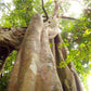 "BIKE 14" 2-Day "Highlanders Route" Doi Suthep National Park.   6500฿
