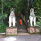 HIKE # T1 “6-HOUR DOI PUI SUMMIT HIKE IN DOI SUTHEP PUI NATIONAL PARK 1850฿