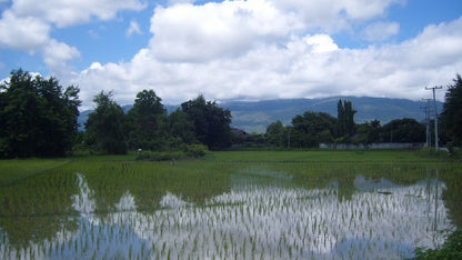 Rice Field Visions "7E"   1550฿