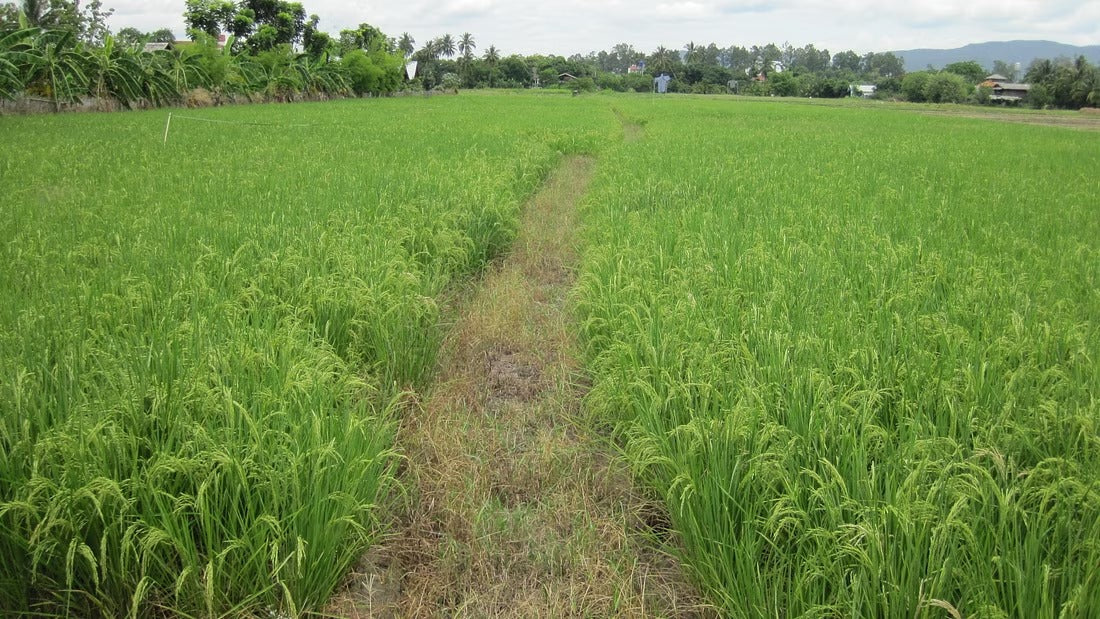 Rice Field Visions "7E"   1550฿