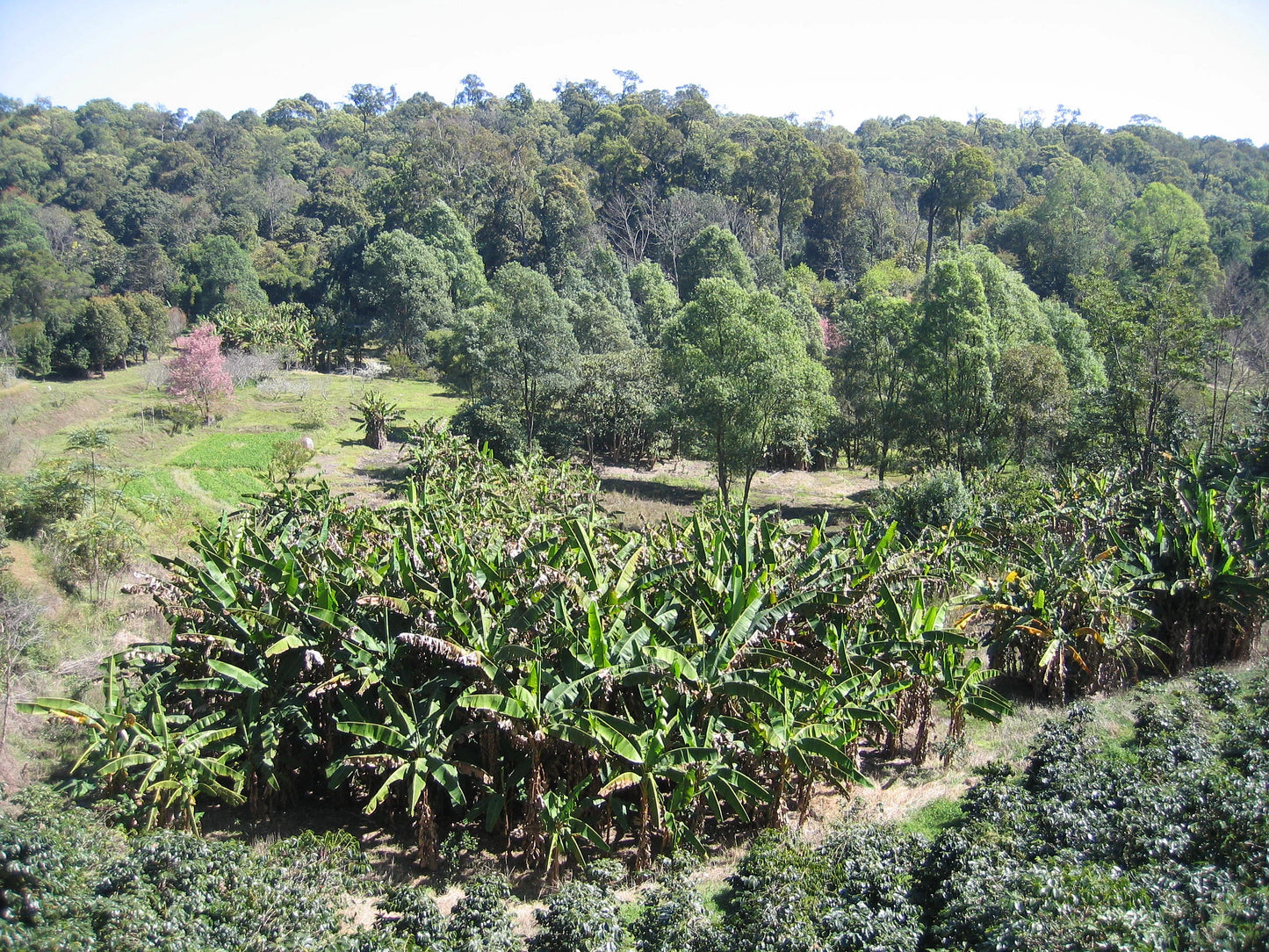 HIKE # T1 “6-HOUR DOI PUI SUMMIT HIKE IN DOI SUTHEP PUI NATIONAL PARK 1850฿