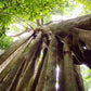 HIKE # T1 “6-HOUR DOI PUI SUMMIT HIKE IN DOI SUTHEP PUI NATIONAL PARK 1850฿