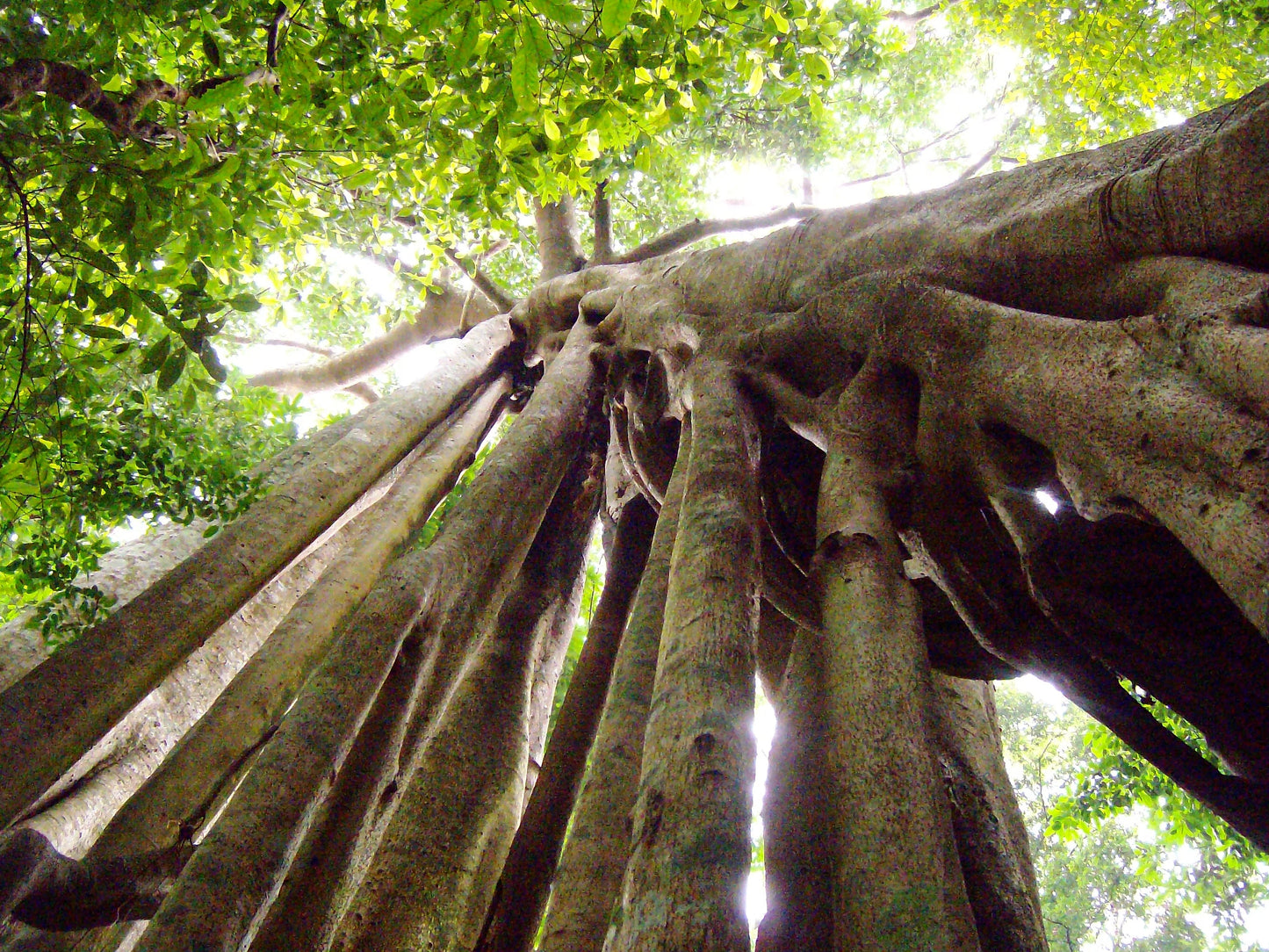 HIKE # T1 “6-HOUR DOI PUI SUMMIT HIKE IN DOI SUTHEP PUI NATIONAL PARK 1850฿