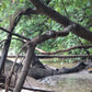 4 Days Mae Chaem River Jungle Adventure "F4" 25000฿