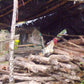 HIKE # T1 “6-HOUR DOI PUI SUMMIT HIKE IN DOI SUTHEP PUI NATIONAL PARK 1850฿
