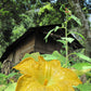 "BIKE 14" 2-Day "Highlanders Route" Doi Suthep National Park.   6500฿
