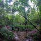 HIKE # T1 “6-HOUR DOI PUI SUMMIT HIKE IN DOI SUTHEP PUI NATIONAL PARK 1850฿