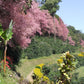 "BIKE 14" 2-Day "Highlanders Route" Doi Suthep National Park.   6500฿